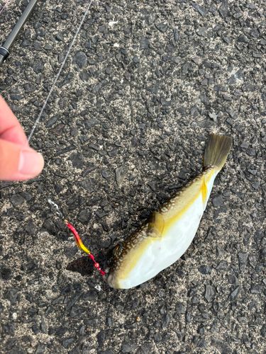 フグの釣果