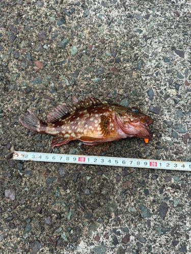 若狭高浜海釣り公園