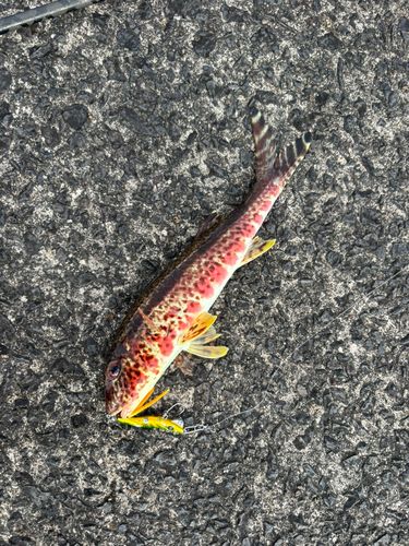 ヨメヒメジの釣果