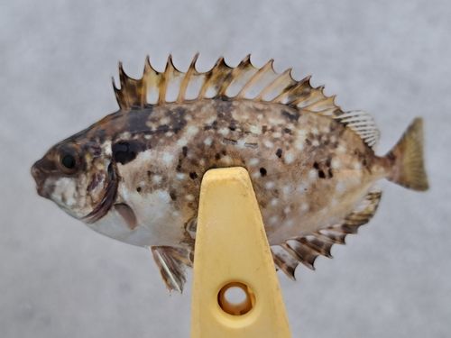 アイゴの釣果