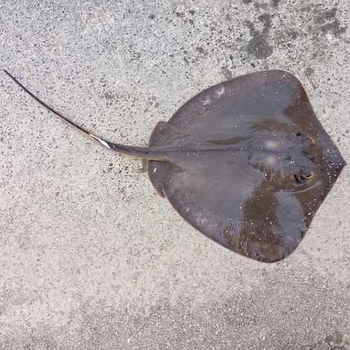 三河湾