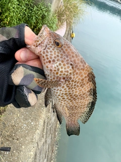 オオモンハタの釣果