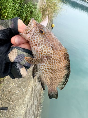 オオモンハタの釣果