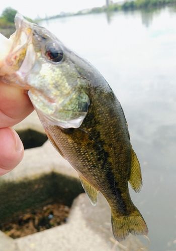 ラージマウスバスの釣果
