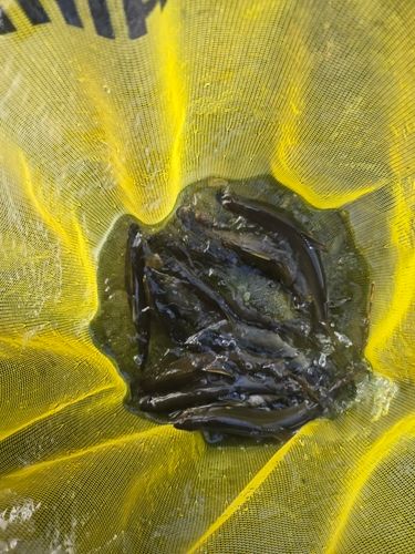 アユの釣果