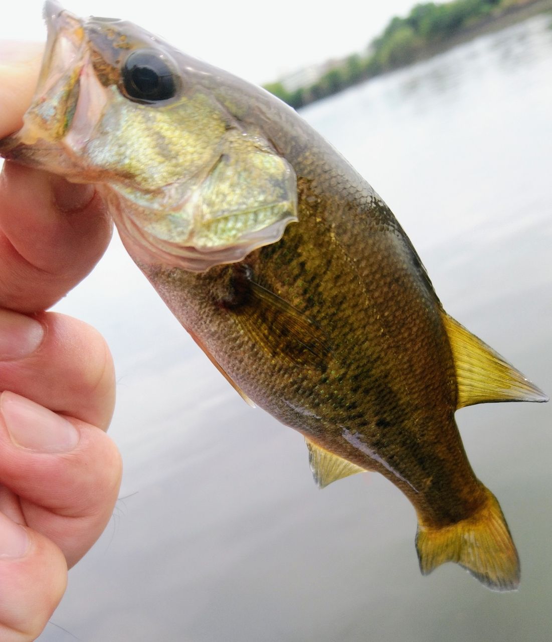 ラージマウスバス