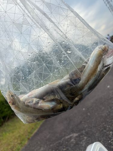 ハゼの釣果