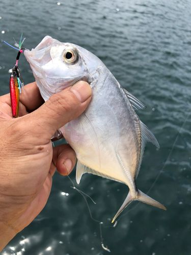 ロウニンアジの釣果