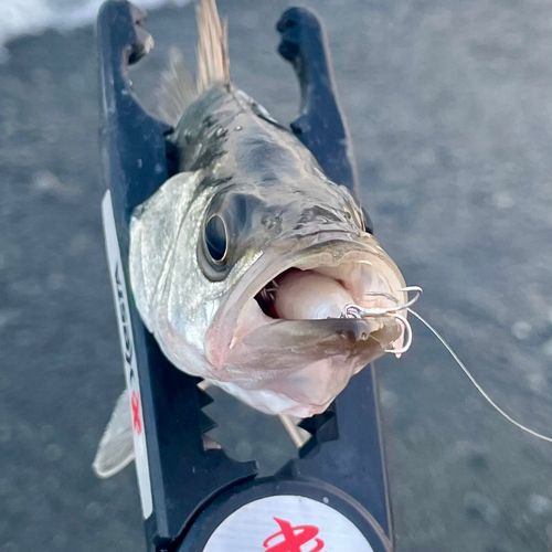 セイゴ（ヒラスズキ）の釣果