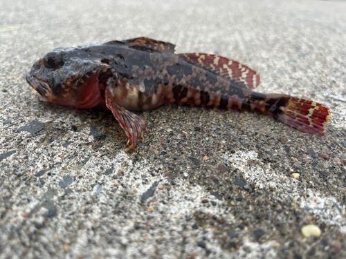 クロソイの釣果