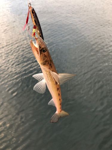 エソの釣果