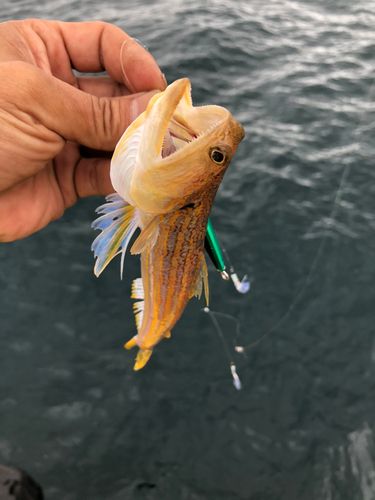 オキエソの釣果