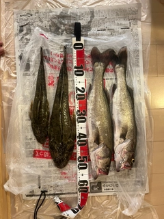 スズキの釣果