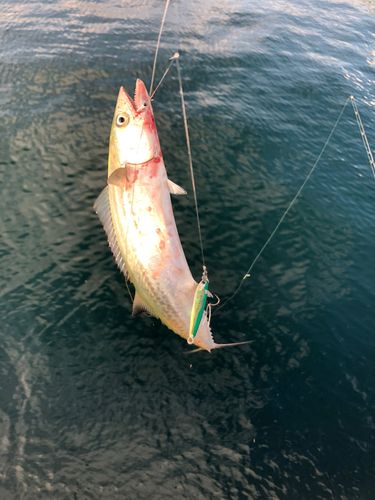サゴシの釣果