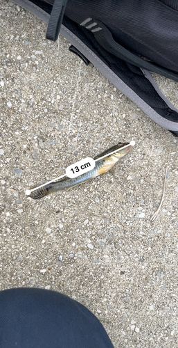 ハゼの釣果