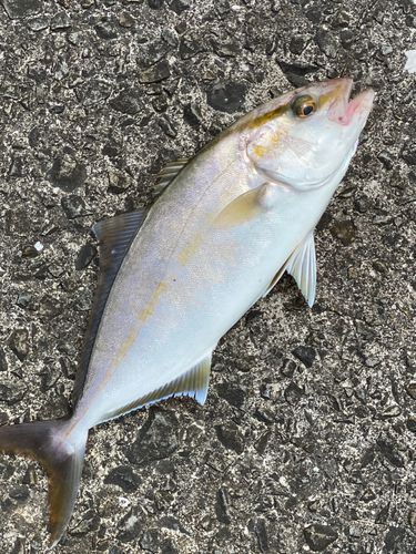 ショゴの釣果