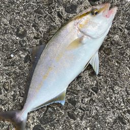 ショゴ
