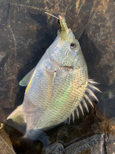 キビレの釣果