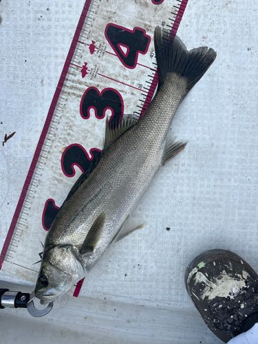 釣果