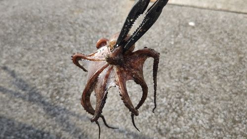 マダコの釣果