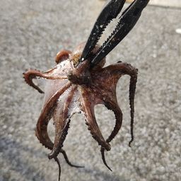 マダコ
