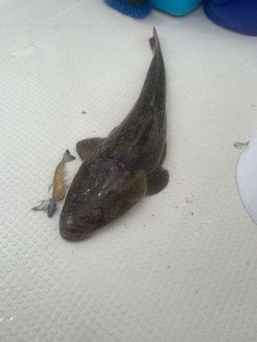 伊勢湾湾奥