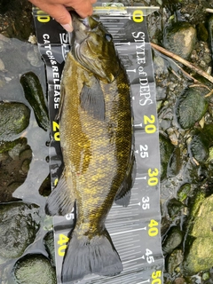 スモールマウスバスの釣果