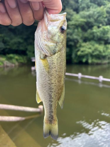 亀山ダム