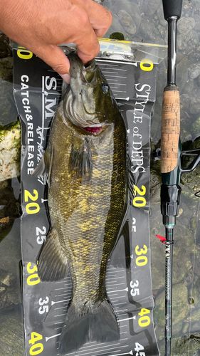 スモールマウスバスの釣果