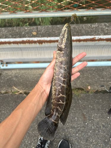 ライギョの釣果