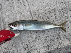 サバの釣果