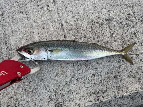 サバの釣果