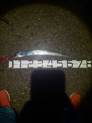 タチウオの釣果