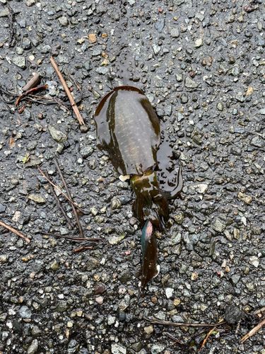 アオリイカの釣果