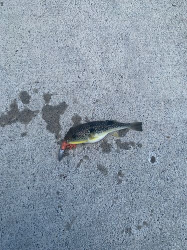 クサフグの釣果