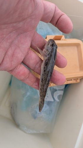 マハゼの釣果
