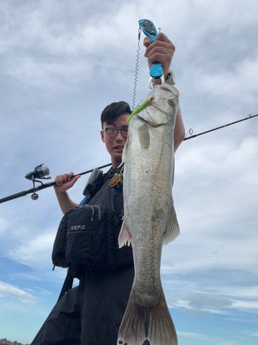 スズキの釣果