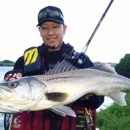 シーバス