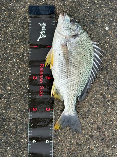 キビレの釣果