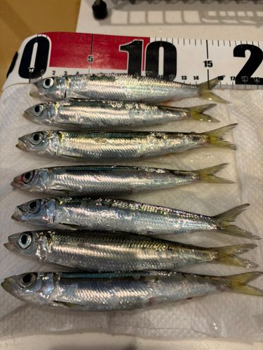 ウルメイワシの釣果
