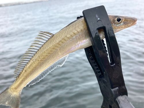 シロギスの釣果