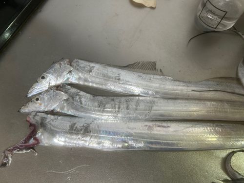 タチウオの釣果