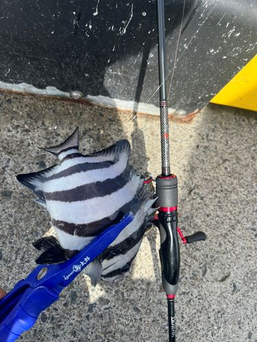 サンバソウの釣果