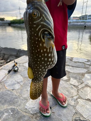 フグの釣果