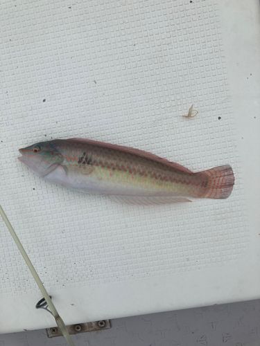 キュウセンの釣果