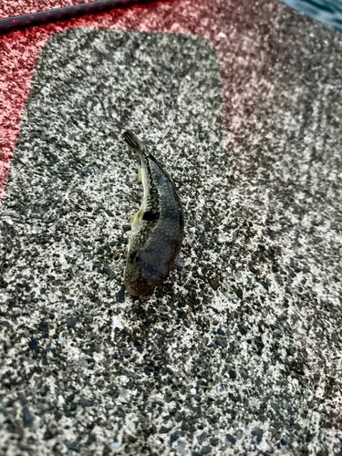 フグの釣果