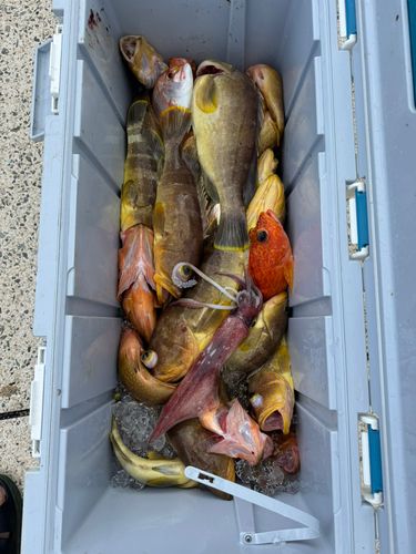 アコウの釣果