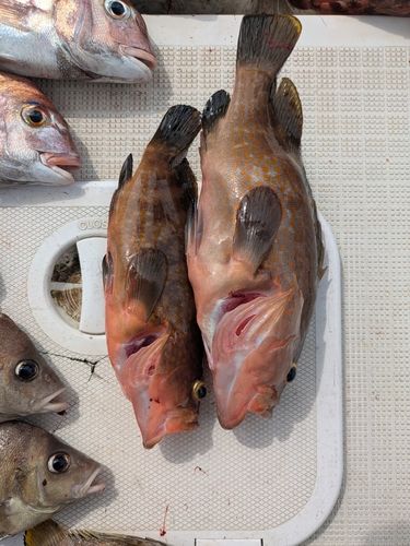 アコウの釣果