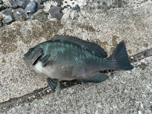 グレの釣果
