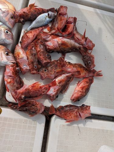 アラカブの釣果